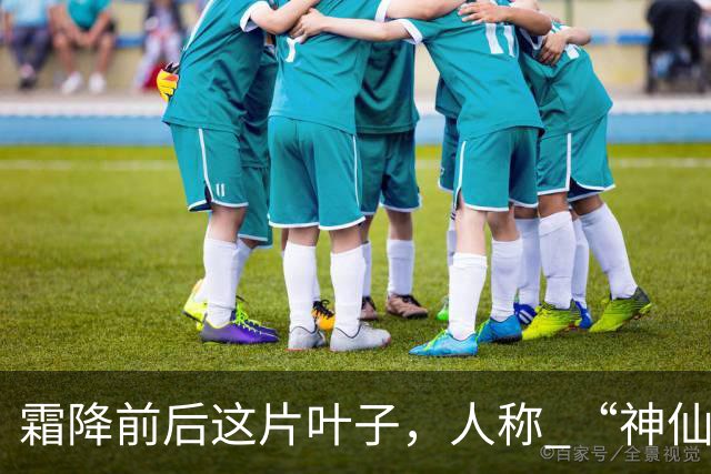 霜降前后这片叶子，人称 “神仙叶”！晒干熬汤泡水喝，润肺疏肝！